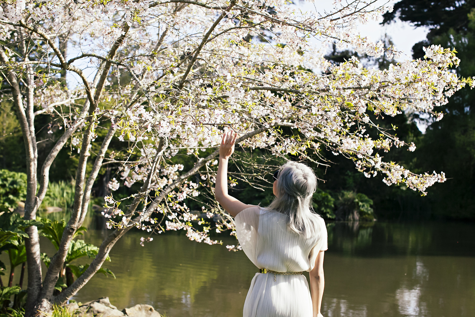 cherryblossoms_1