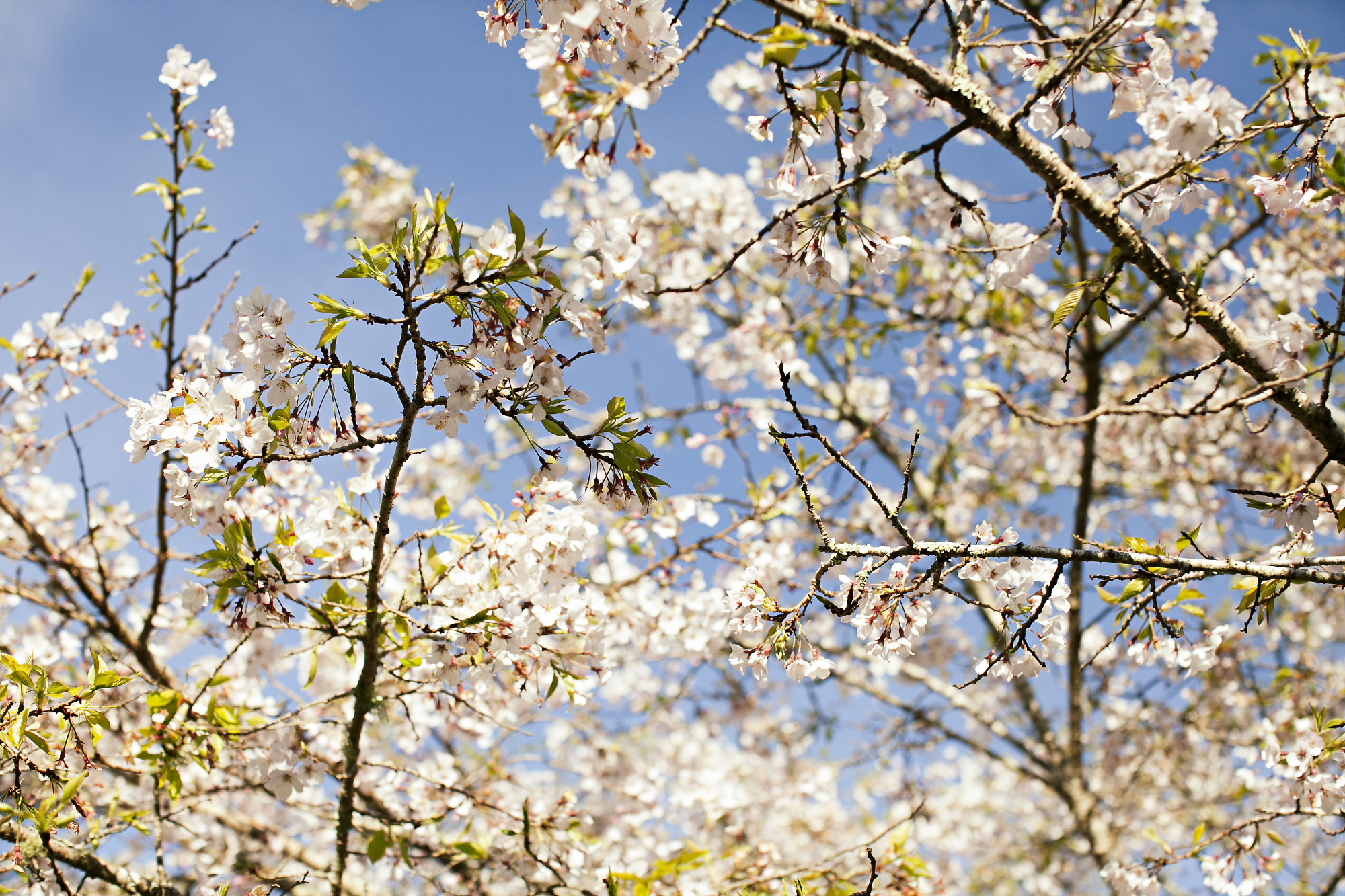 cherryblossoms_4