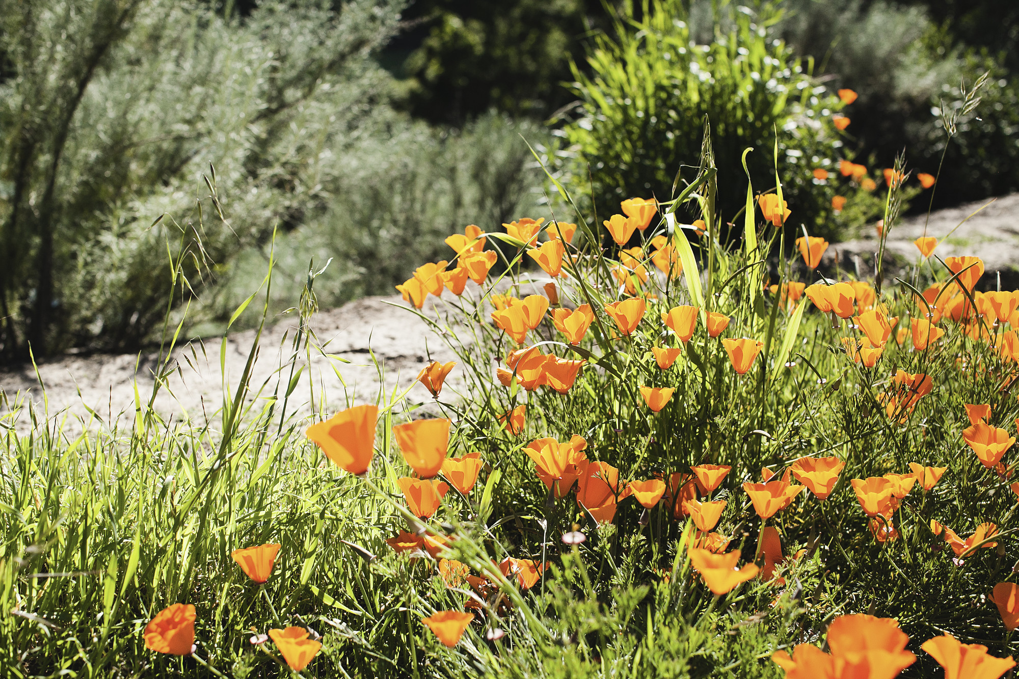 poppies3