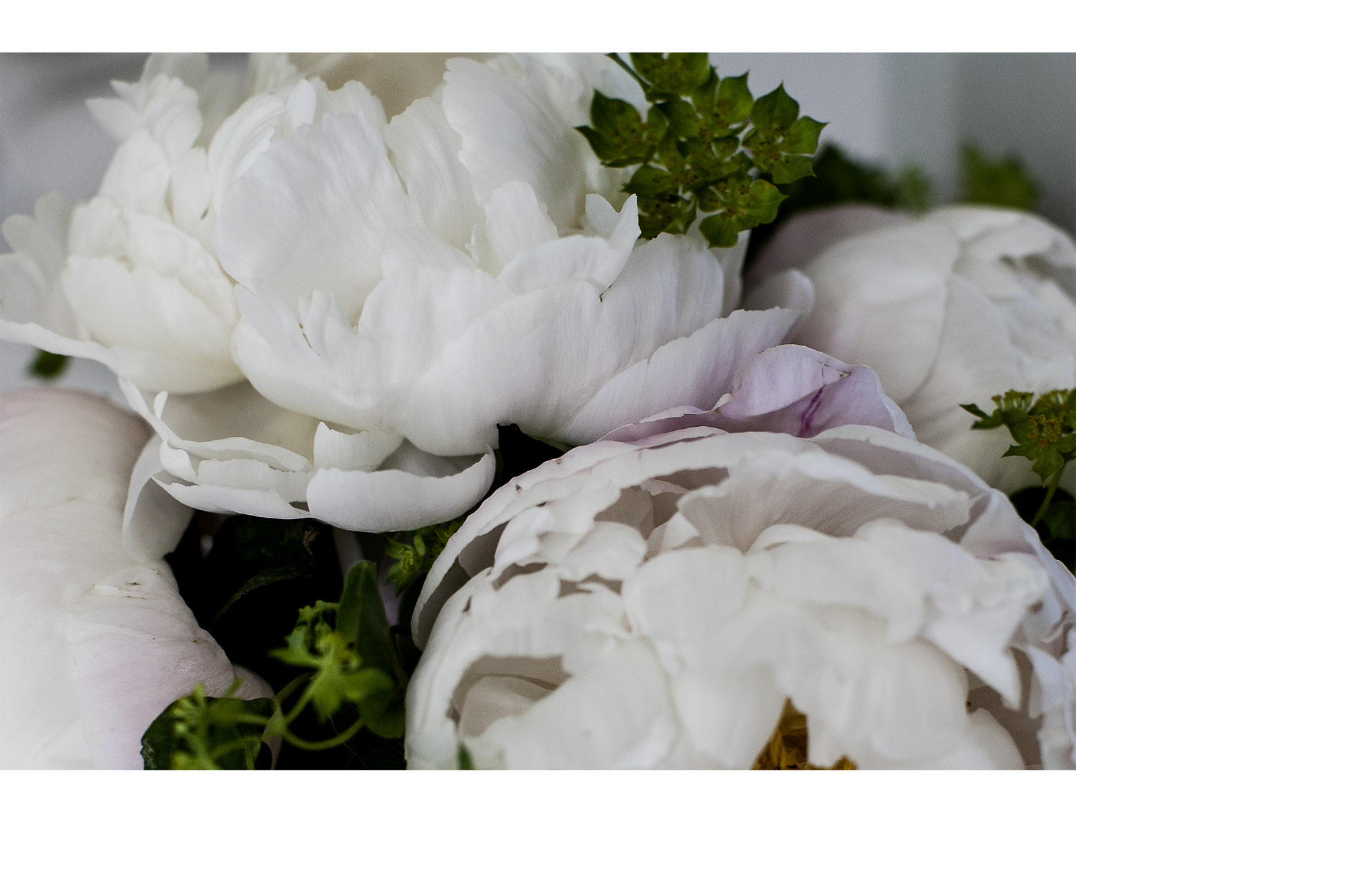 peonies_detail