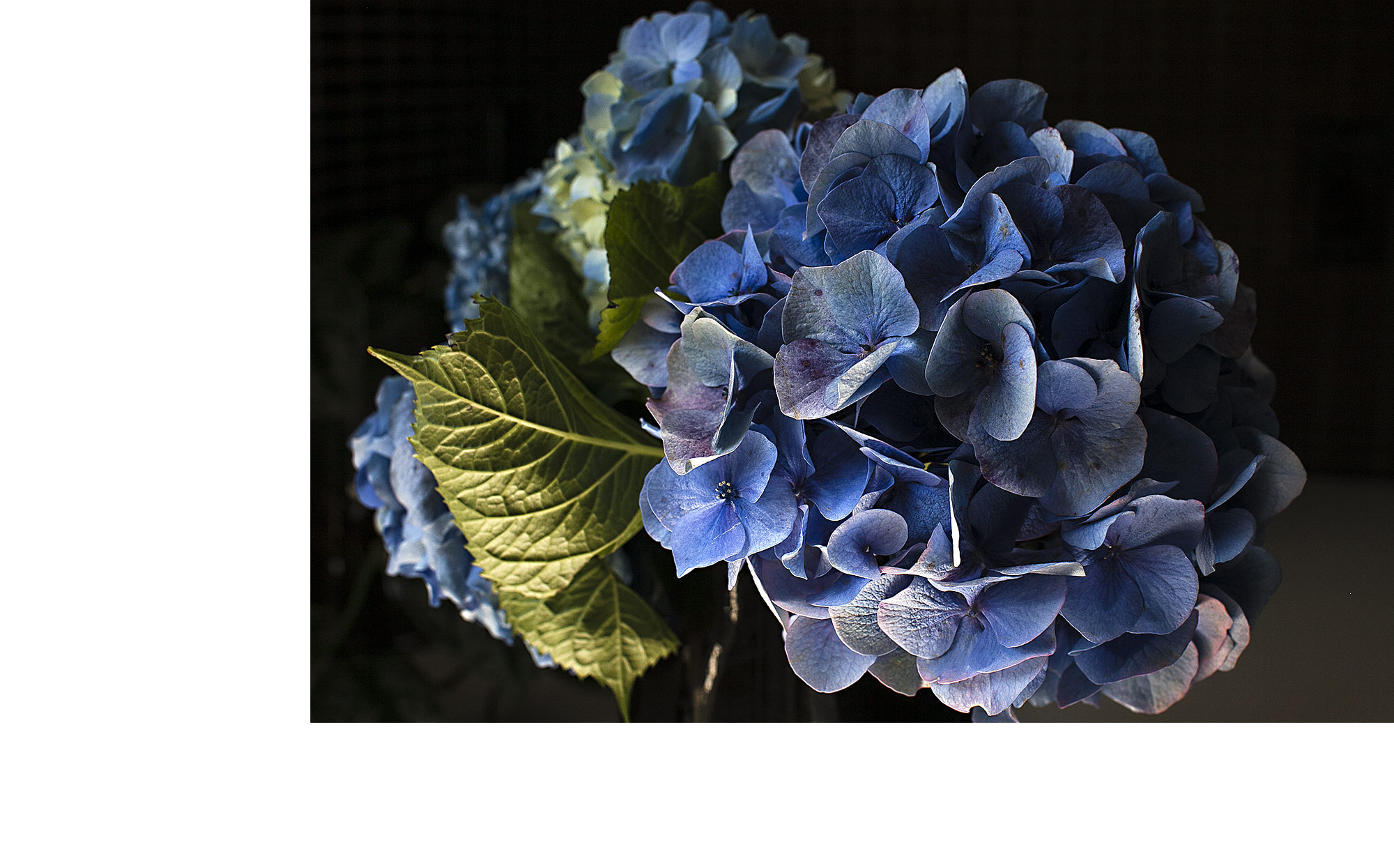 hydrangeas