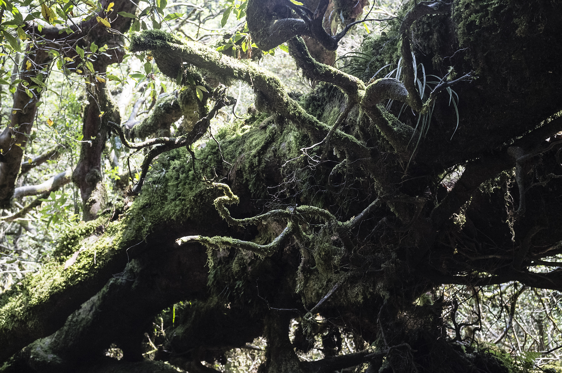 yakushima_mononoke