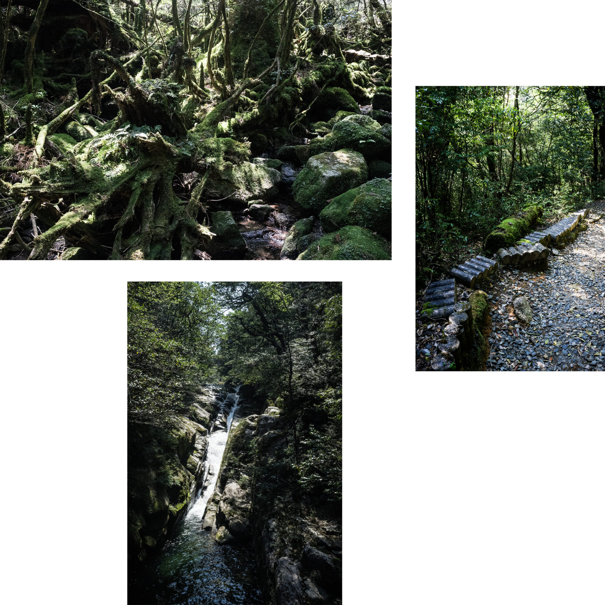 yakushima_mononoke