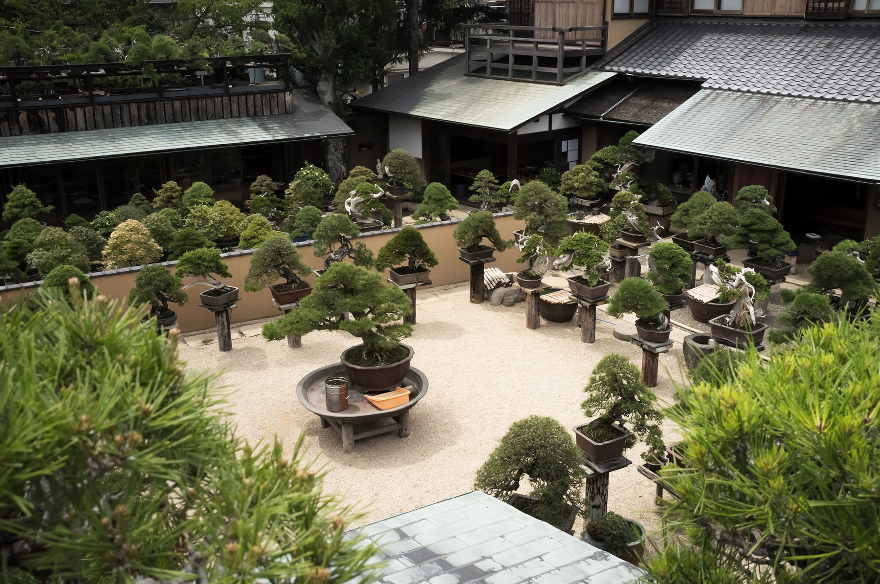 Tokyo bonsai museum Shunkaen