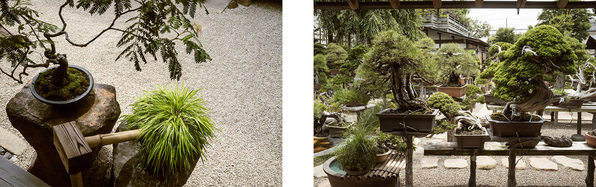 shunkaen bonsai museum tokyo