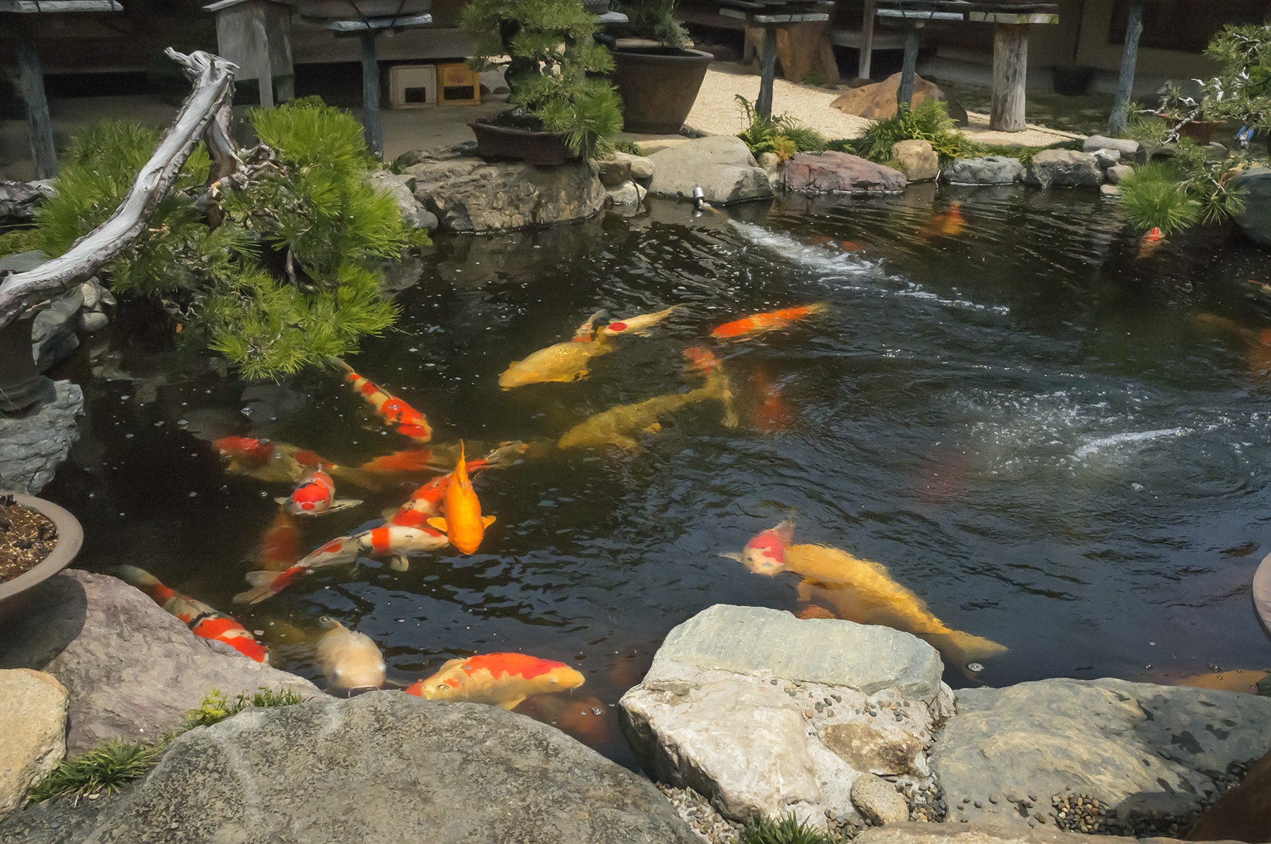 shunkaen bonsai koi