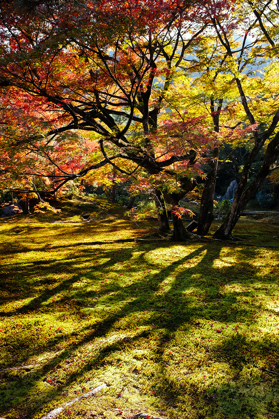 Kyoto autumn leaves