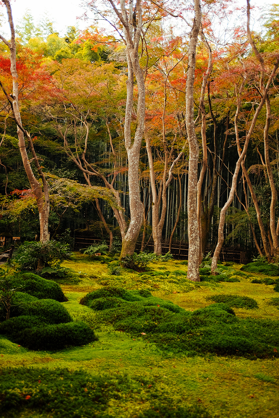 Kyoto autumn moss leaves