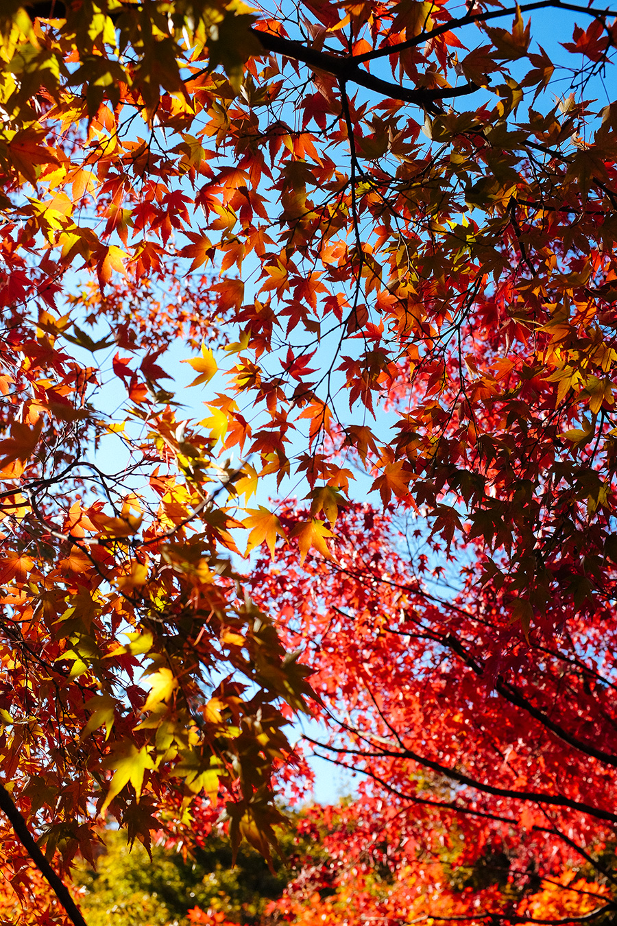Kyoto autumn colors