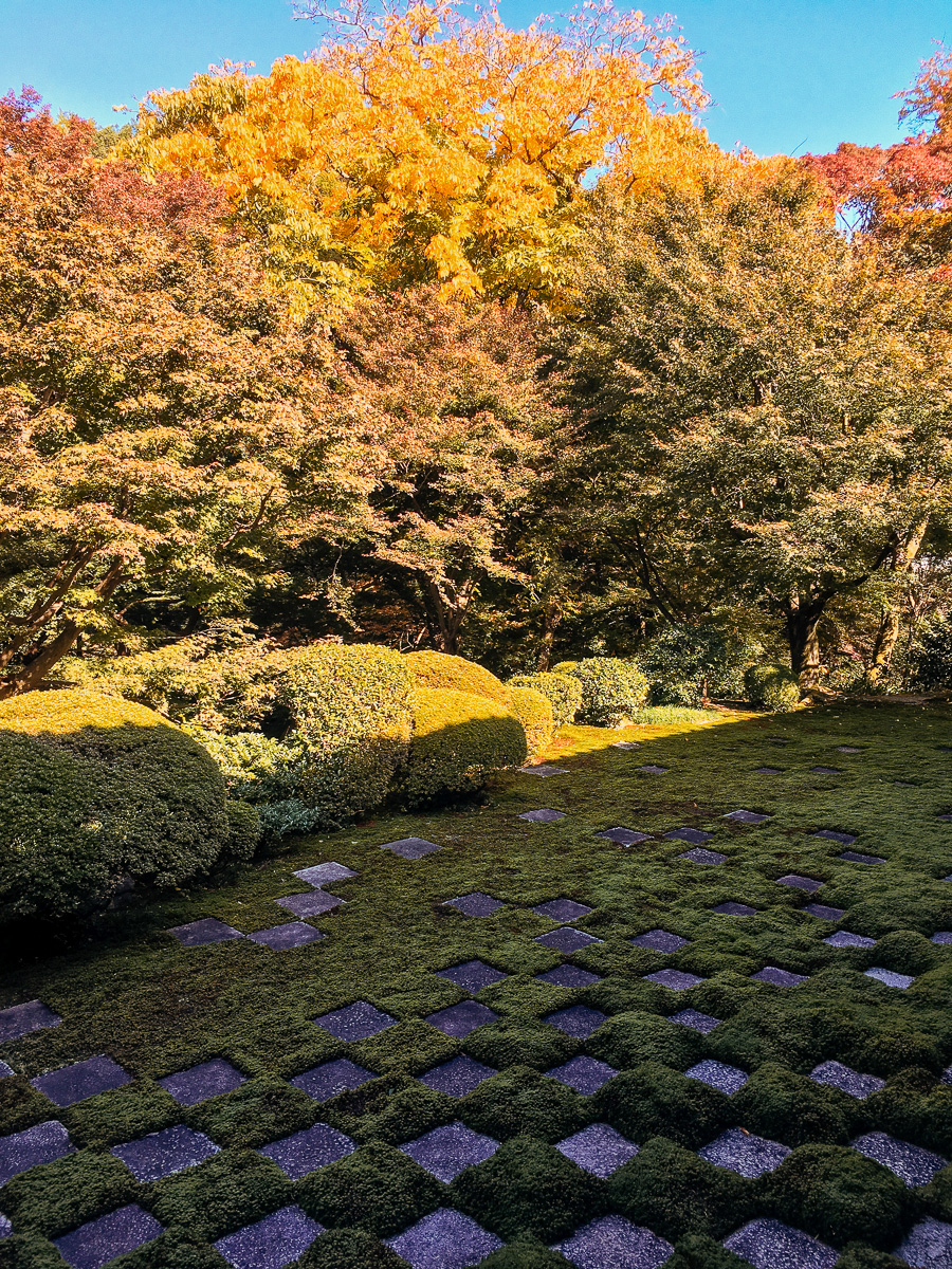 Kyoto autumn mosses