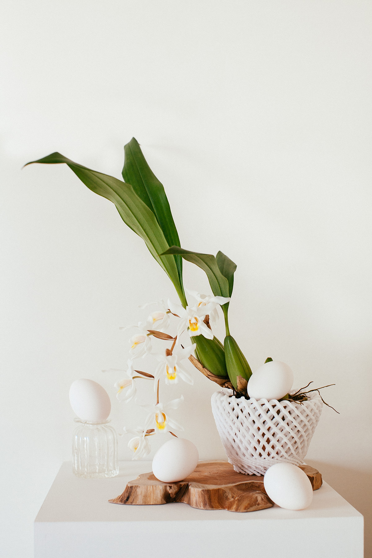 Coelogyne Shinjuku