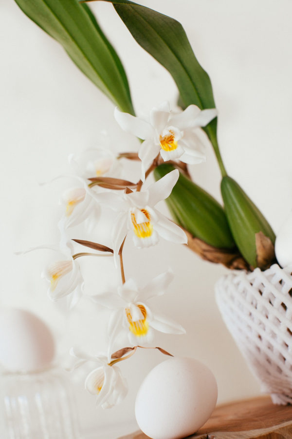 Coelogyne still life