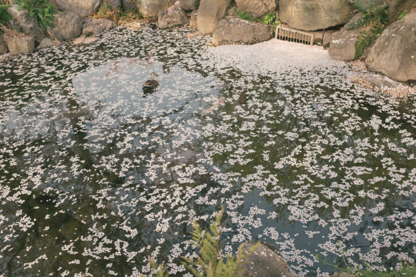 cherry_blossom_pond