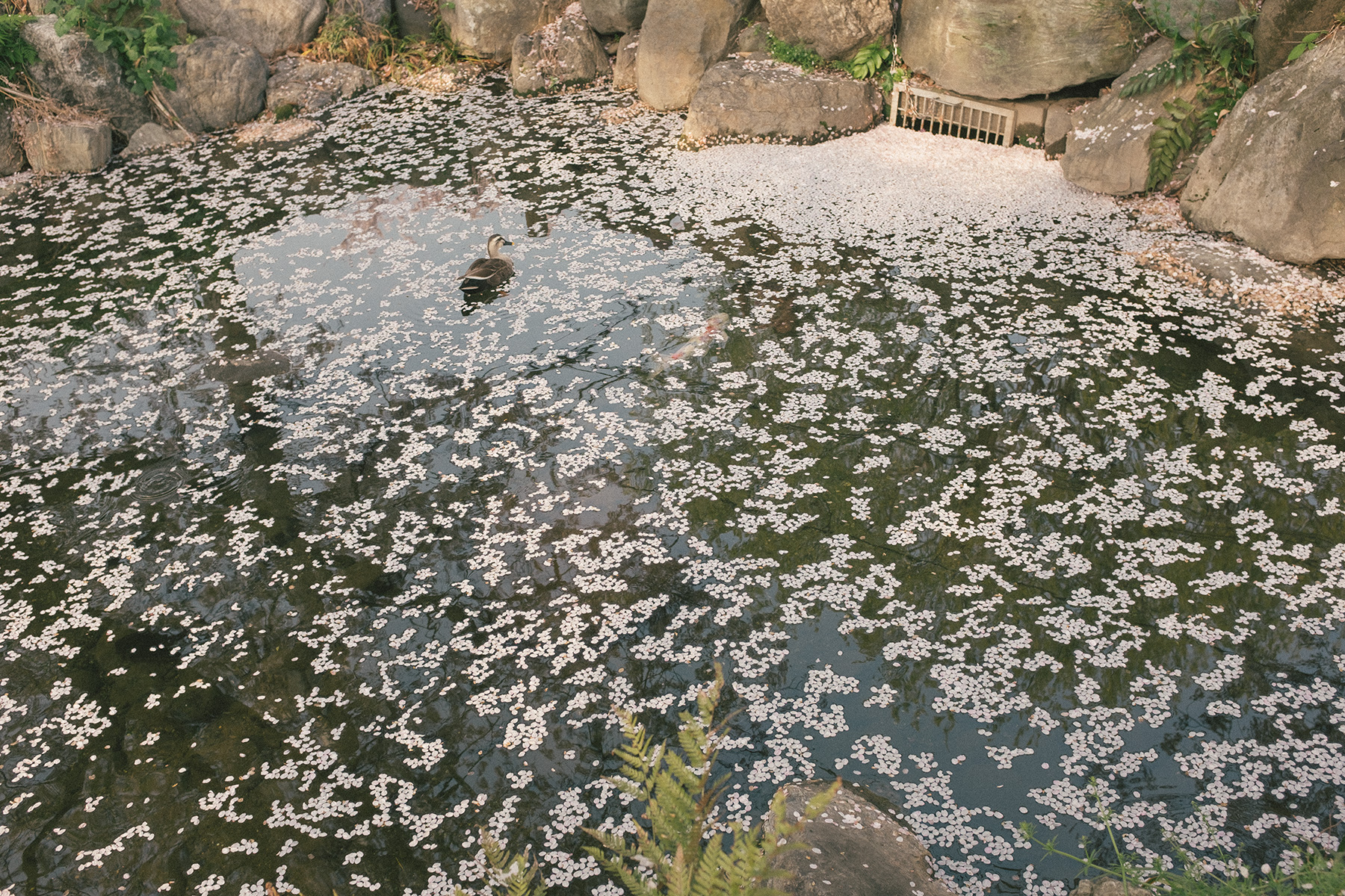 cherry_blossom_pond