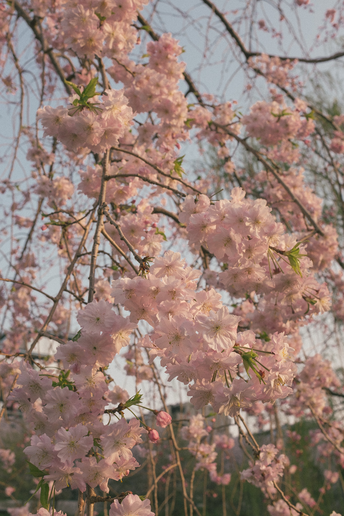 cherry blossom Japan